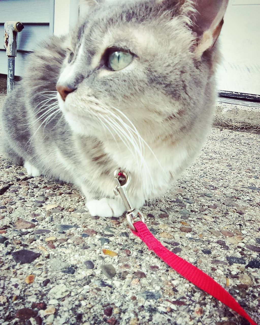 Close-up of cat looking away on footpath