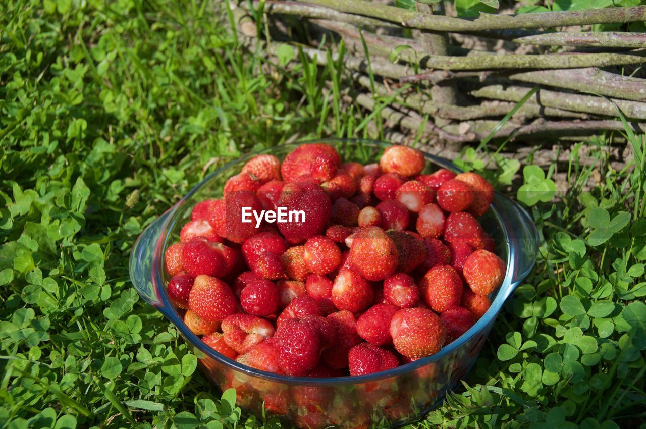 High angle view of strawberries in container