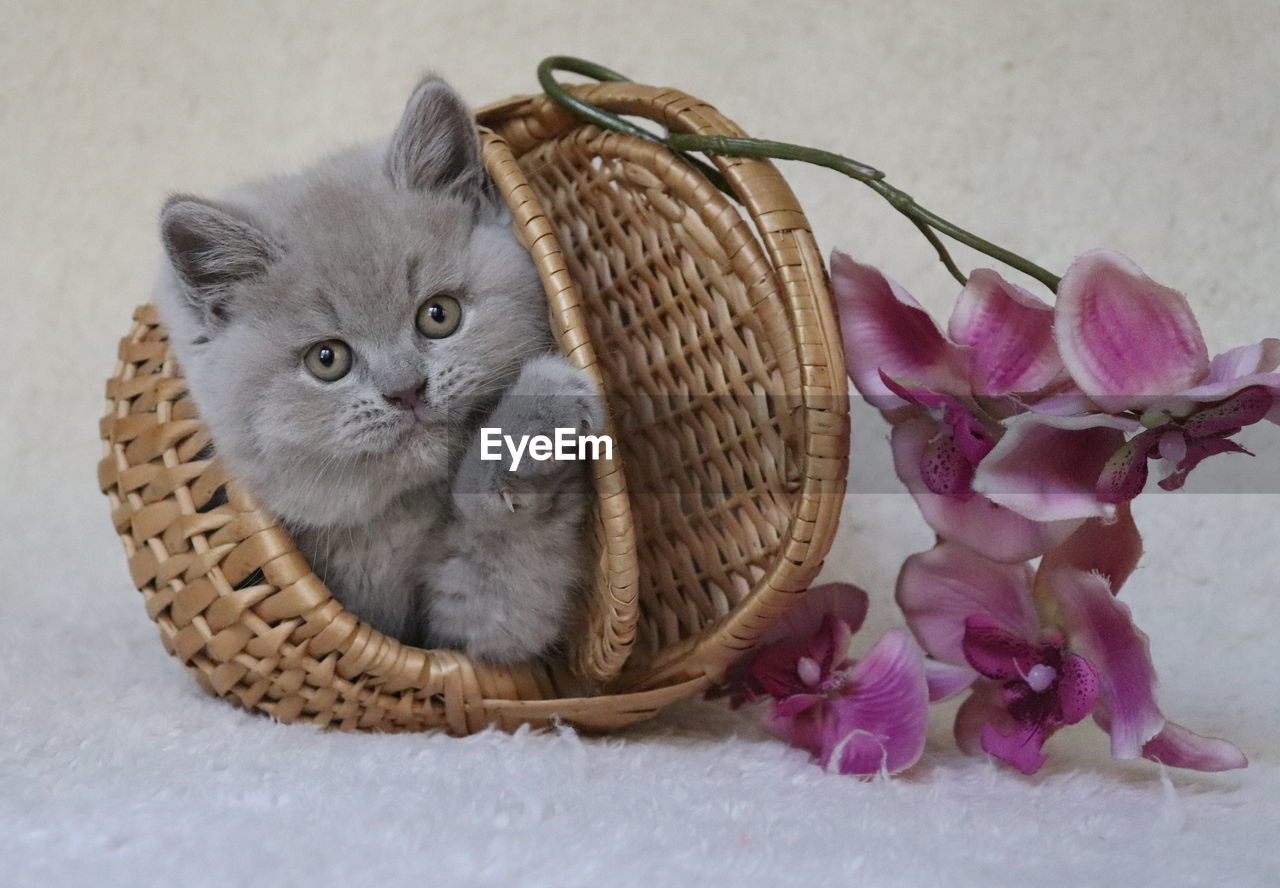 CLOSE-UP PORTRAIT OF CAT IN BASKET