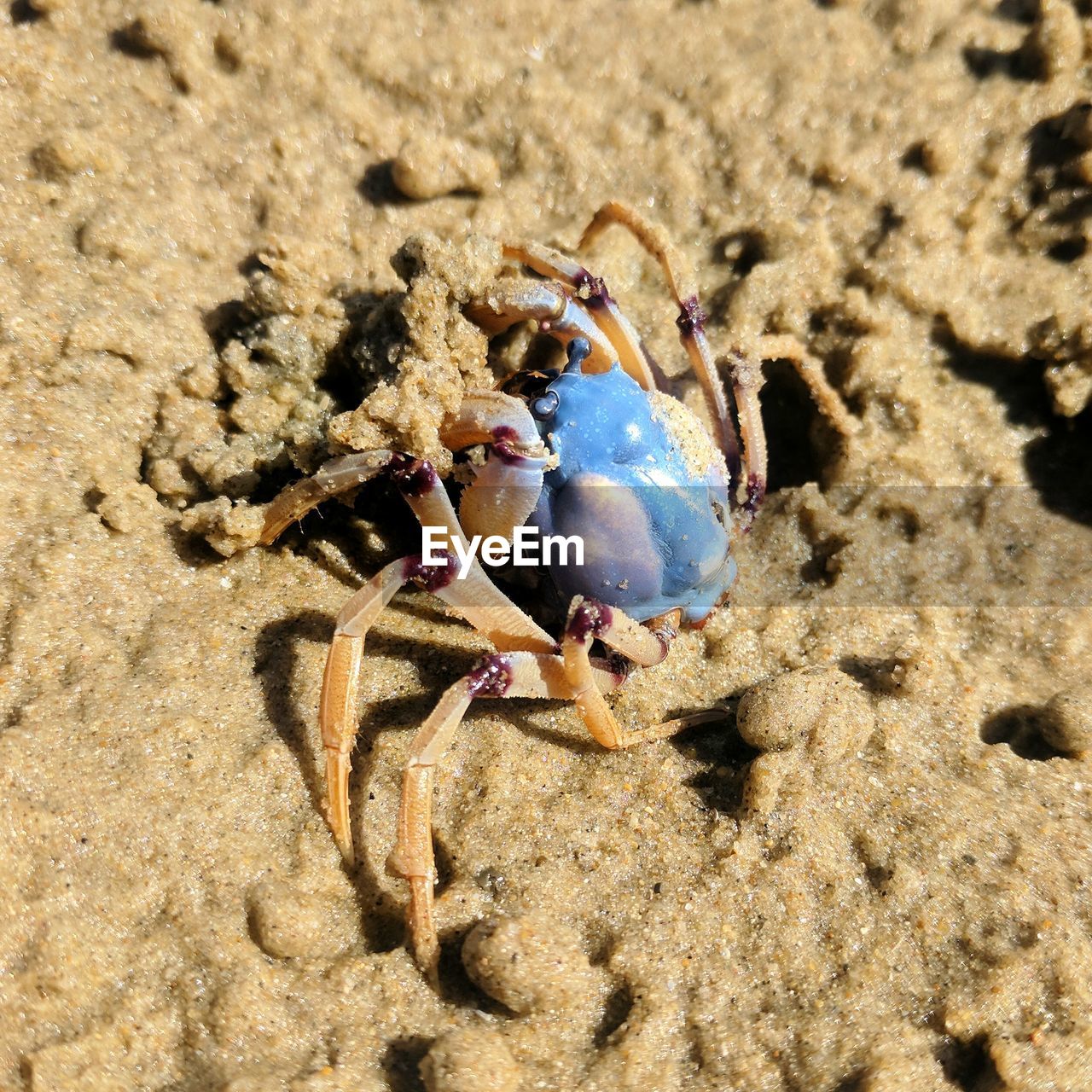 CLOSE-UP OF TURTLE ON BEACH