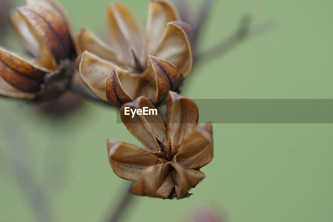 CLOSE-UP OF FLOWERS BLOOMING OUTDOORS