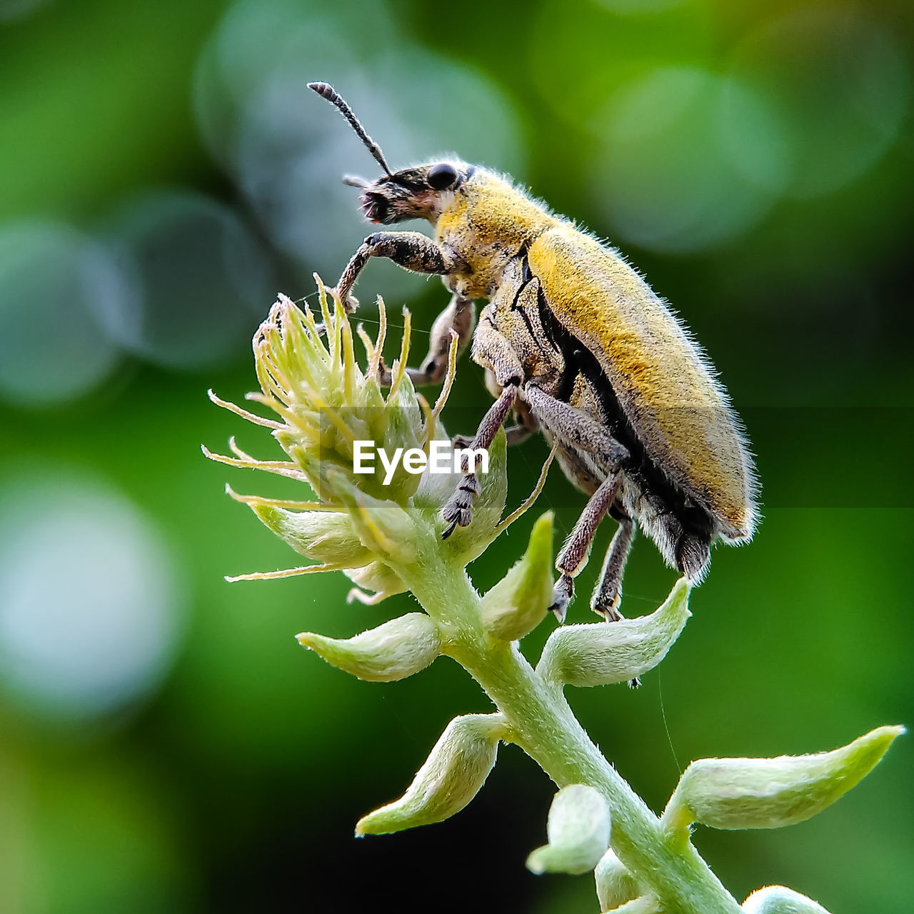 Close-up of insect on plant