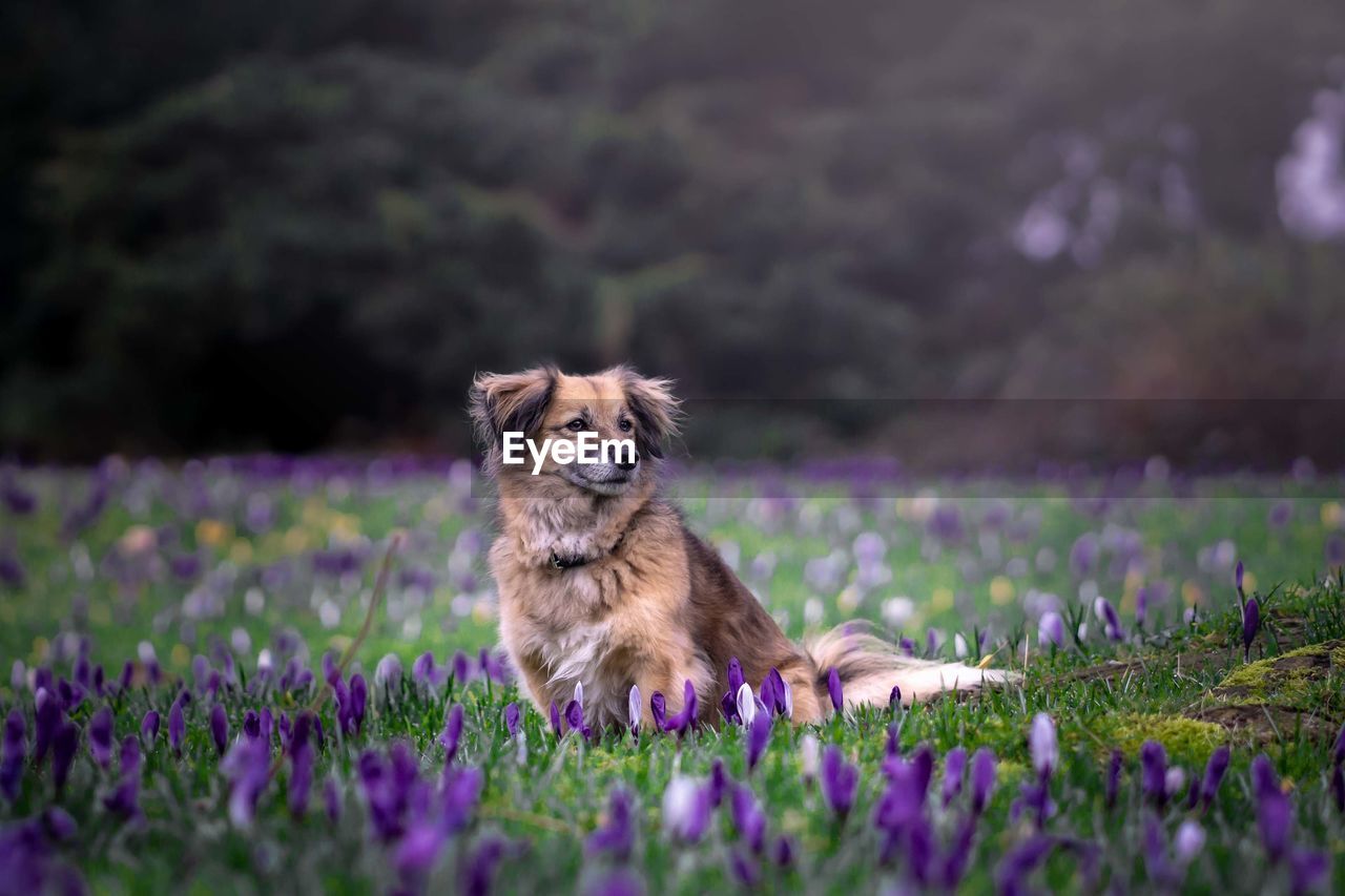 Portrait of a dog on land