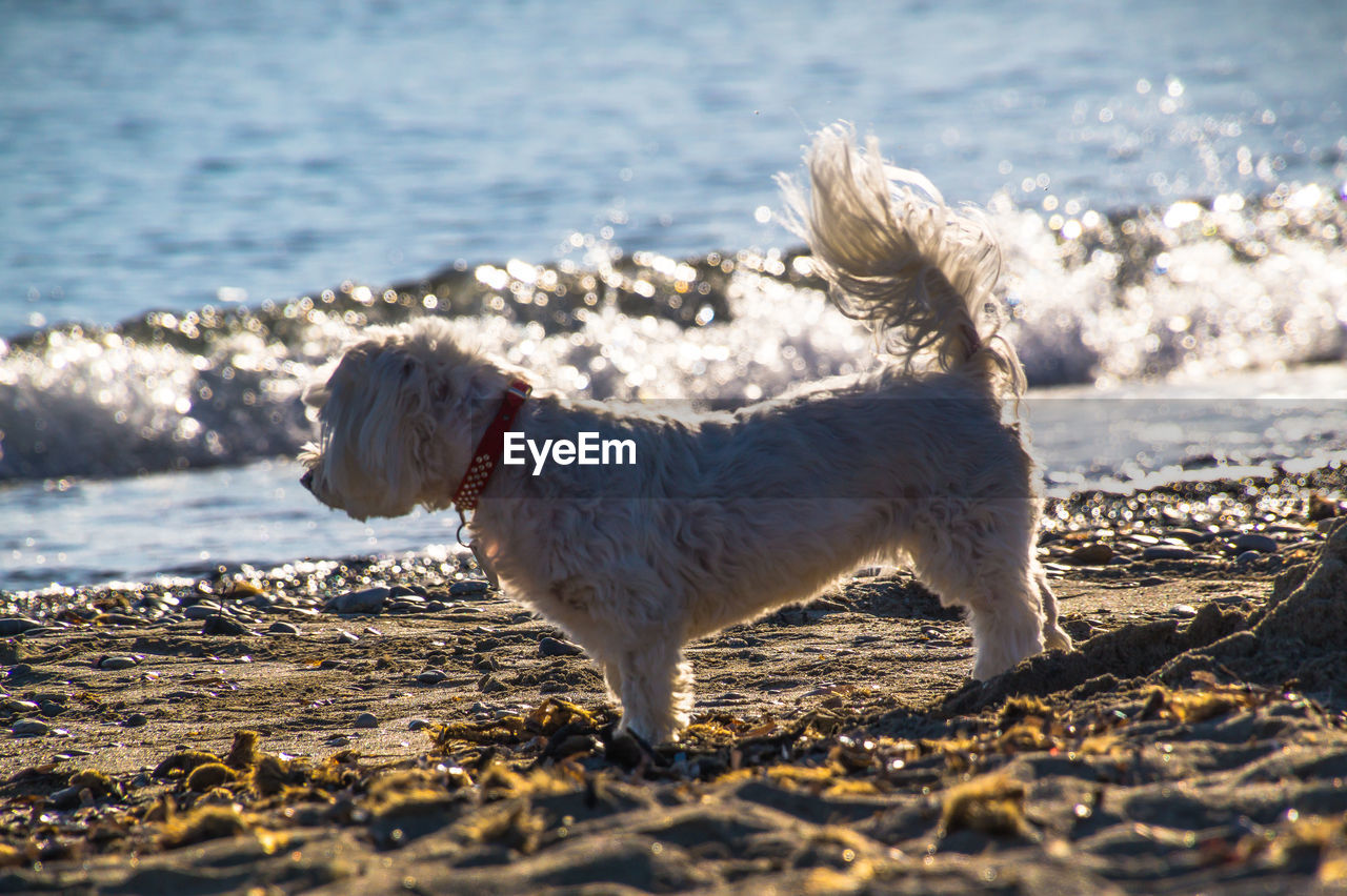 DOG STANDING ON SHORE