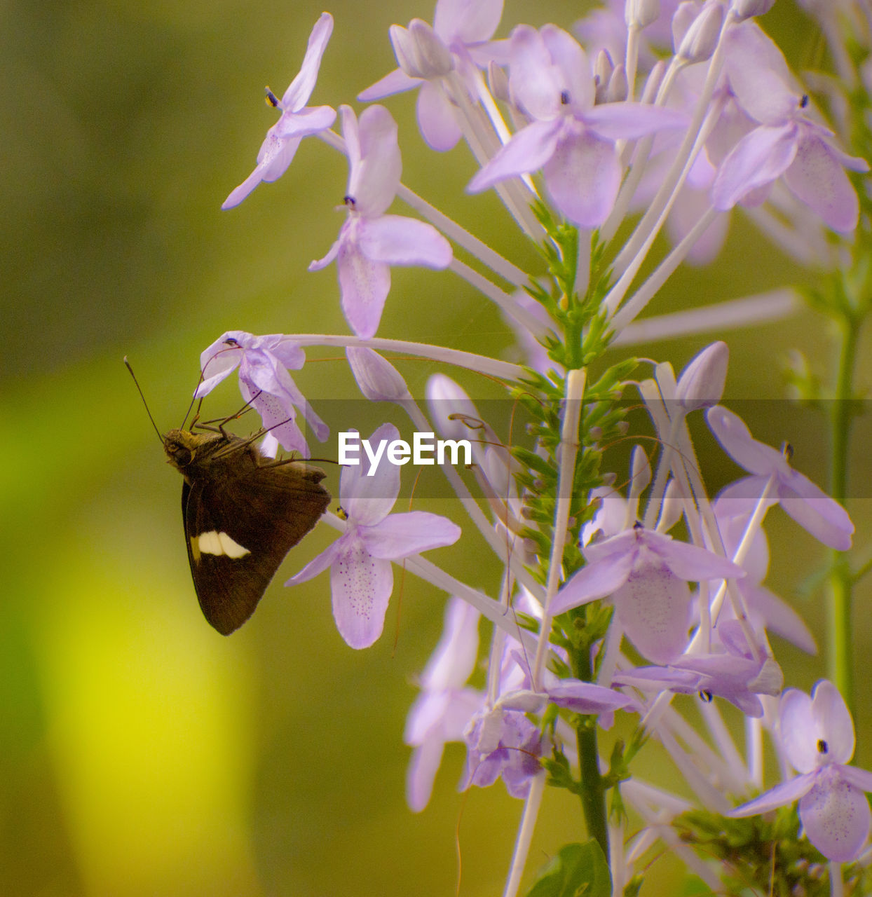 CLOSE-UP OF BUTTERFLY ON PURPLE FLOWERS