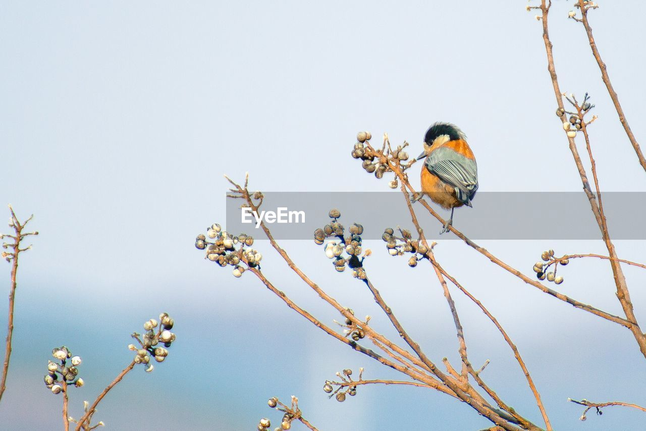 Low angle view of bird perching on tree against sky