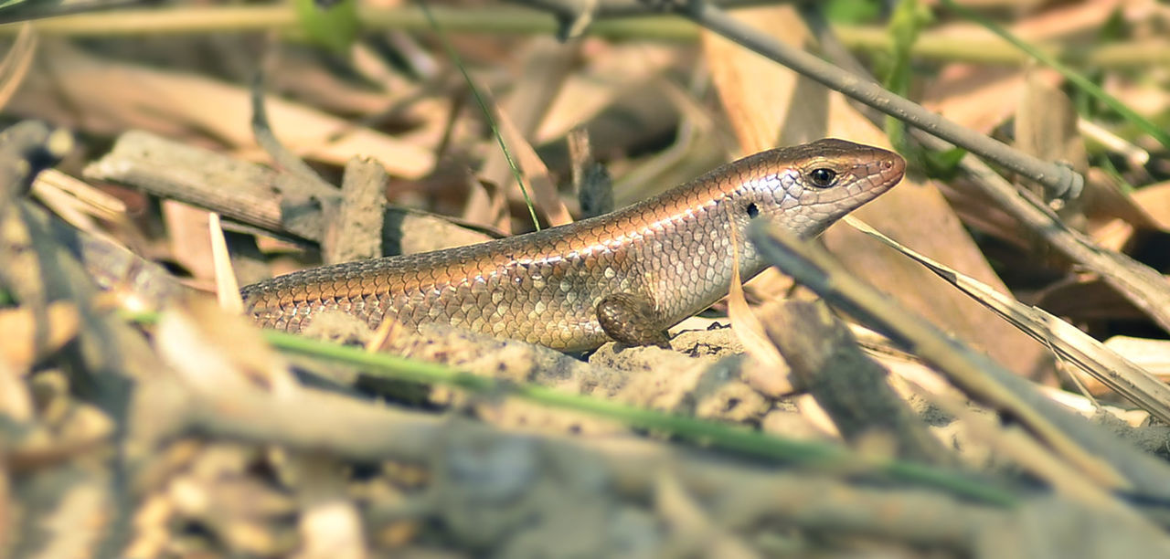 Close-up of a lizard on plant