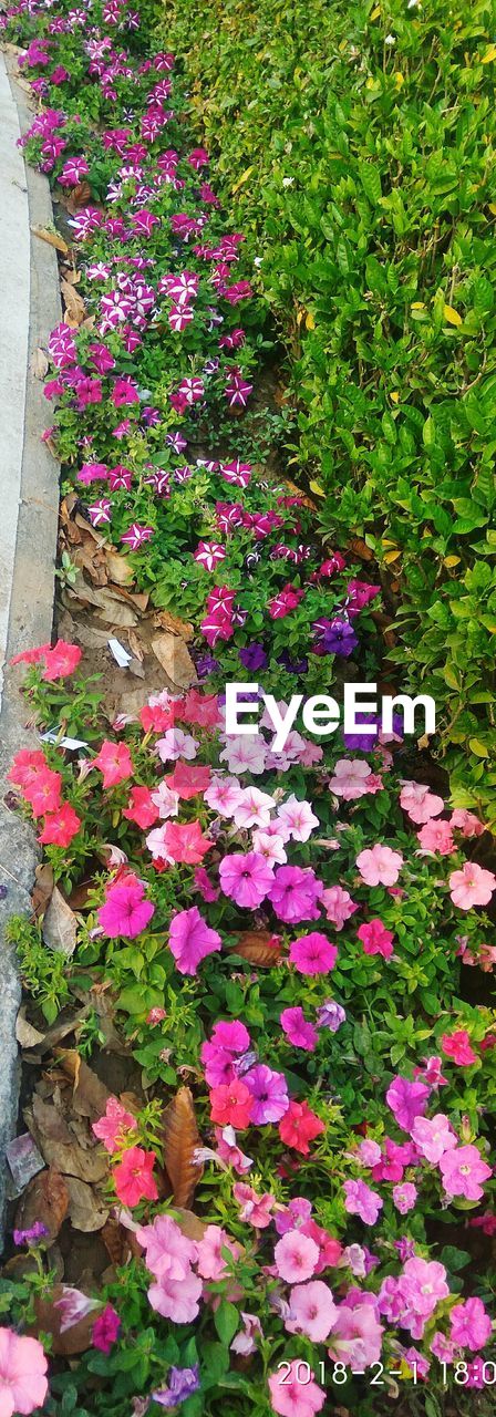 PINK FLOWERING PLANTS