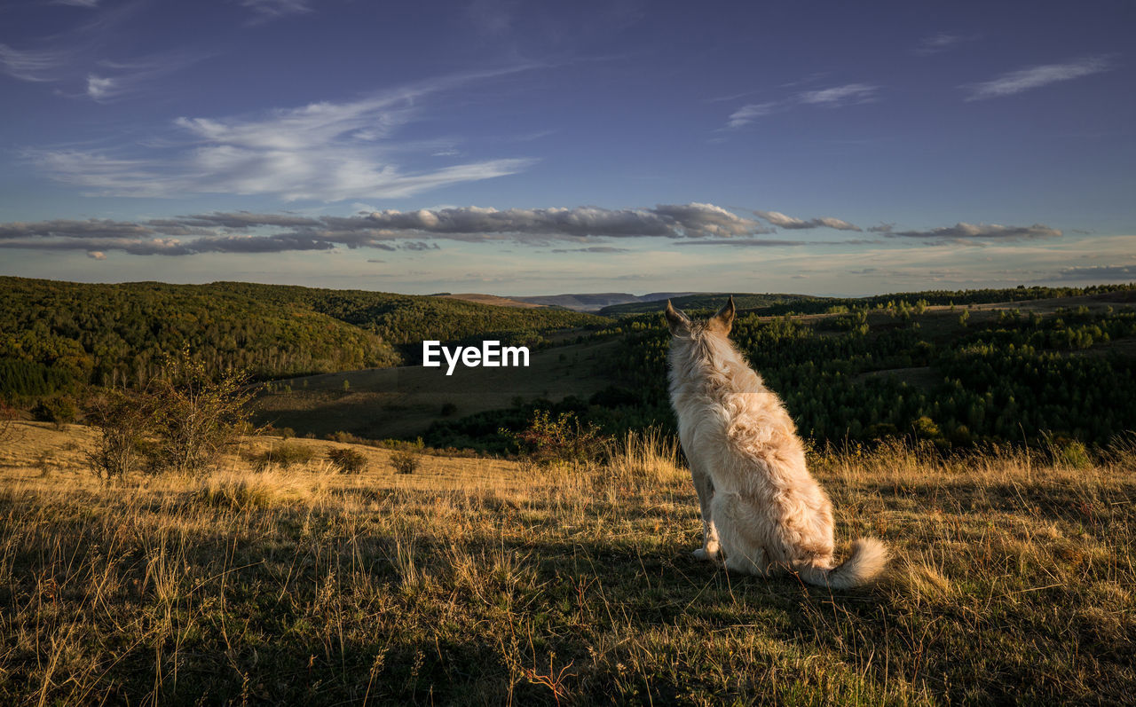 Dog admiring the horizon.