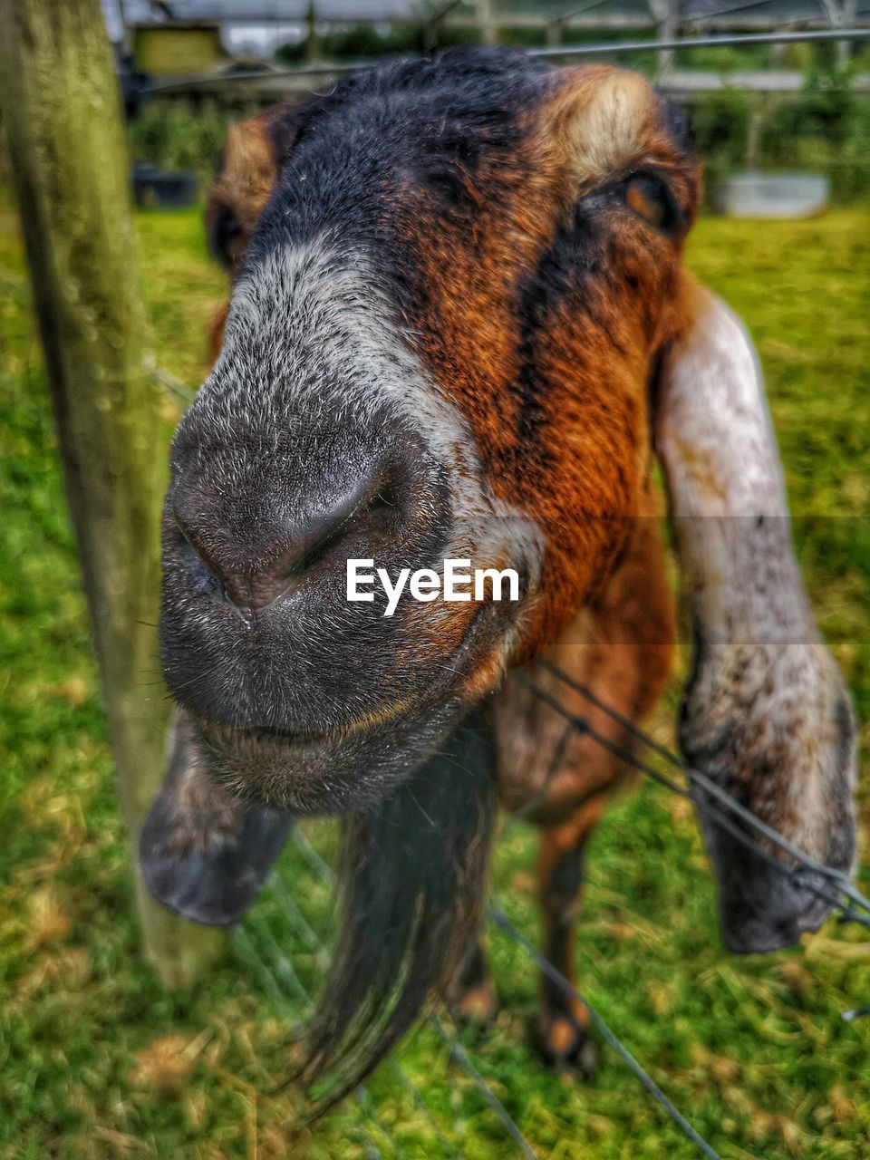 Close-up of a goat in field