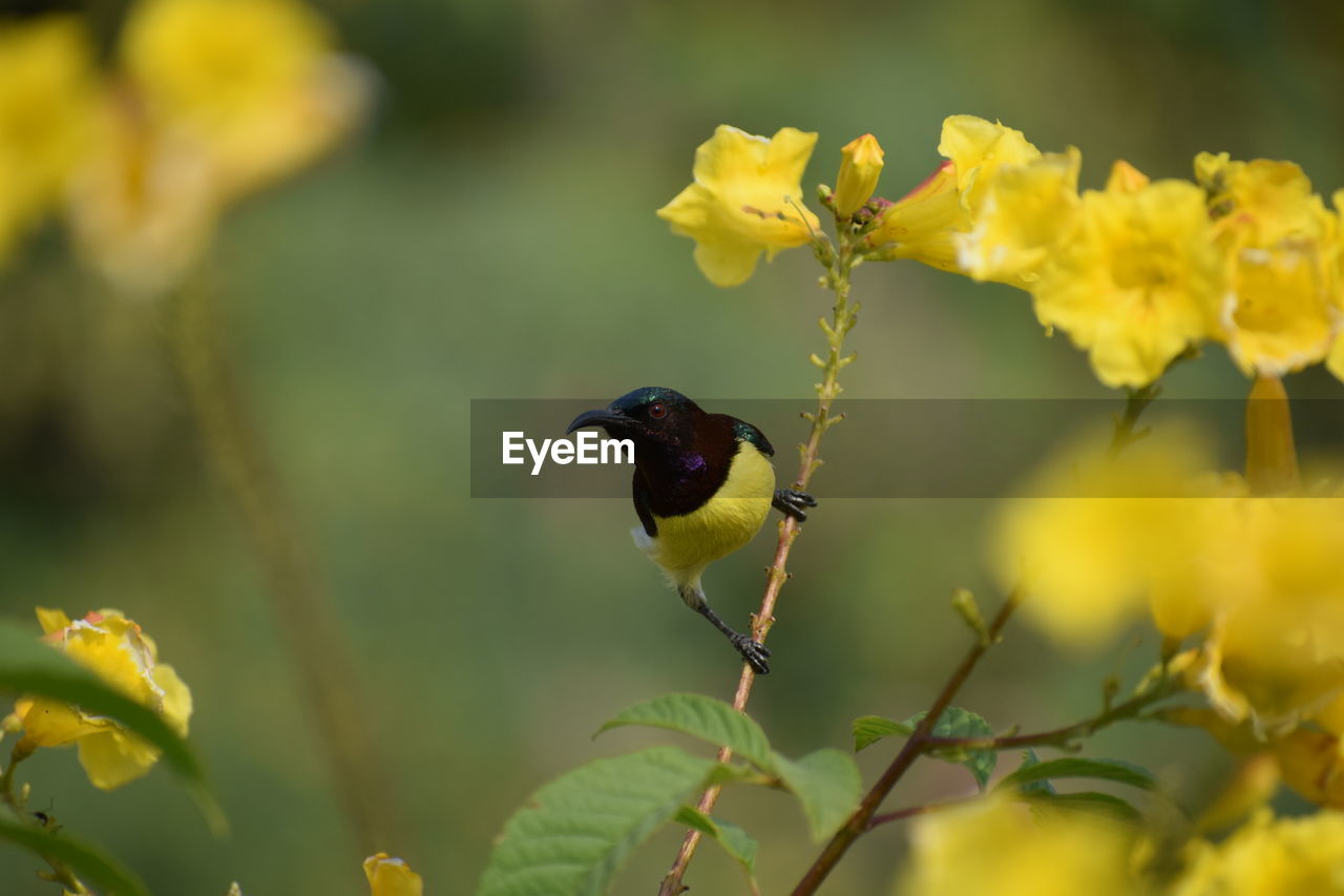 Bird perching on yellow flower