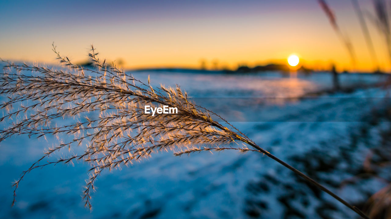 CLOSE-UP OF PLANT DURING WINTER AGAINST SKY