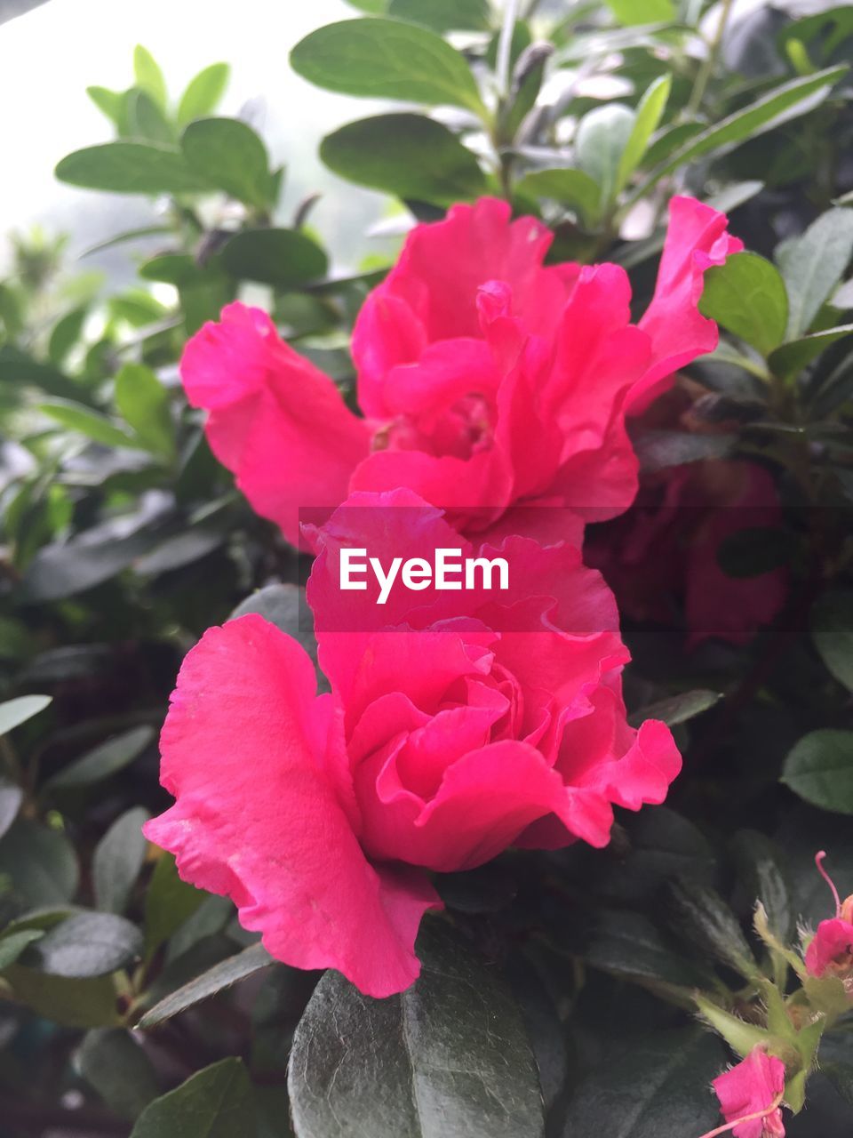 CLOSE-UP OF PINK FLOWERS