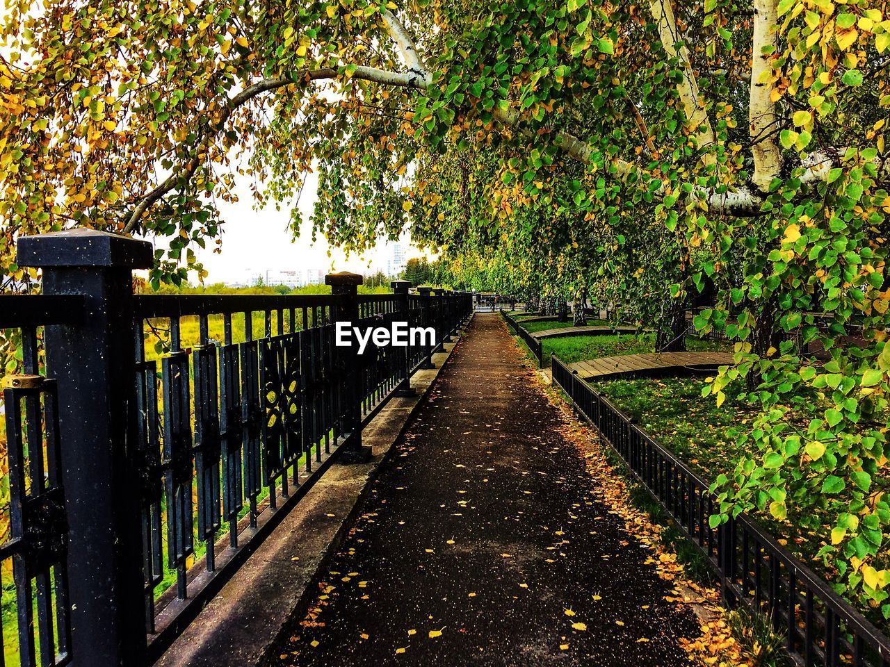 FOOTPATH AMIDST TREES AT PARK