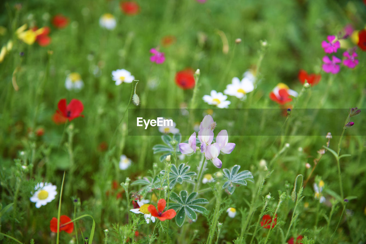 Close-up of flowering plants on field