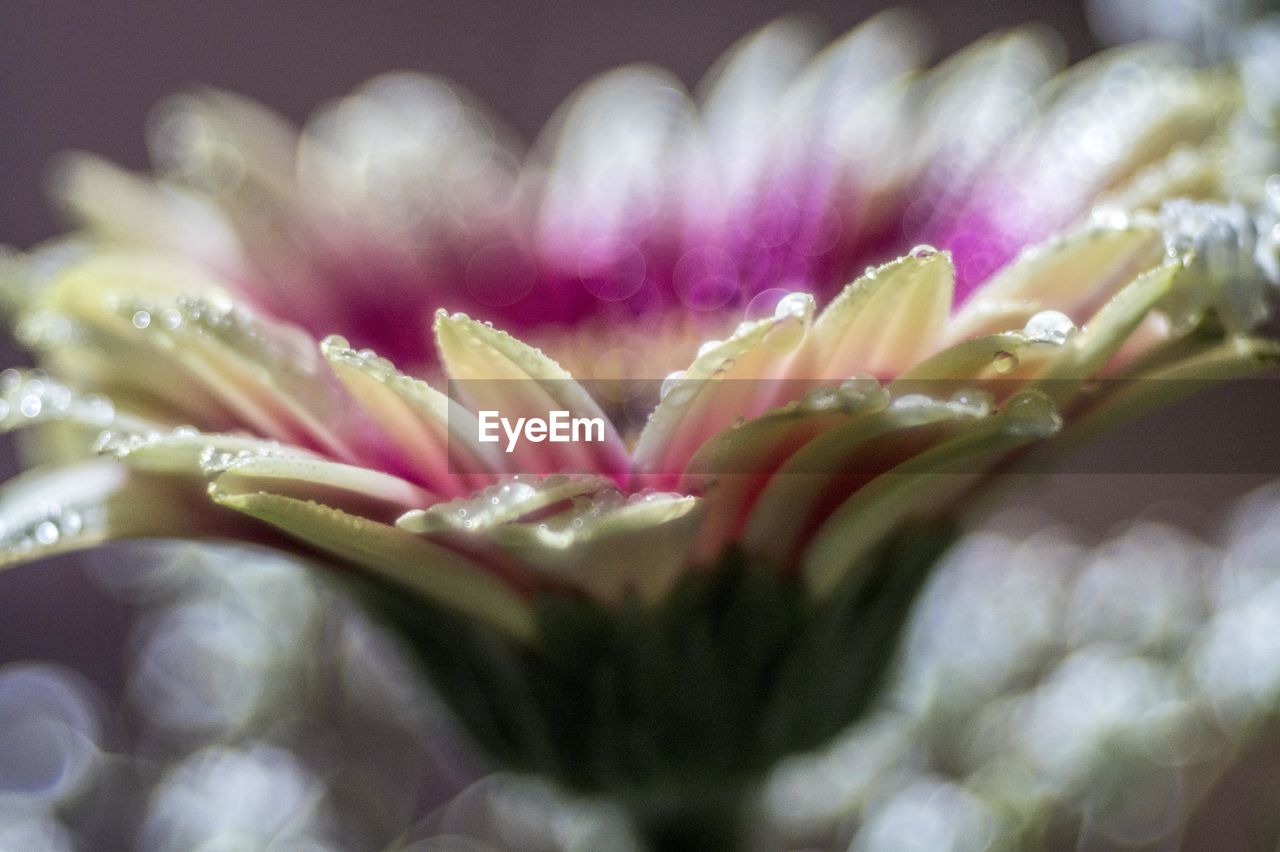 Close-up of wet pink flower