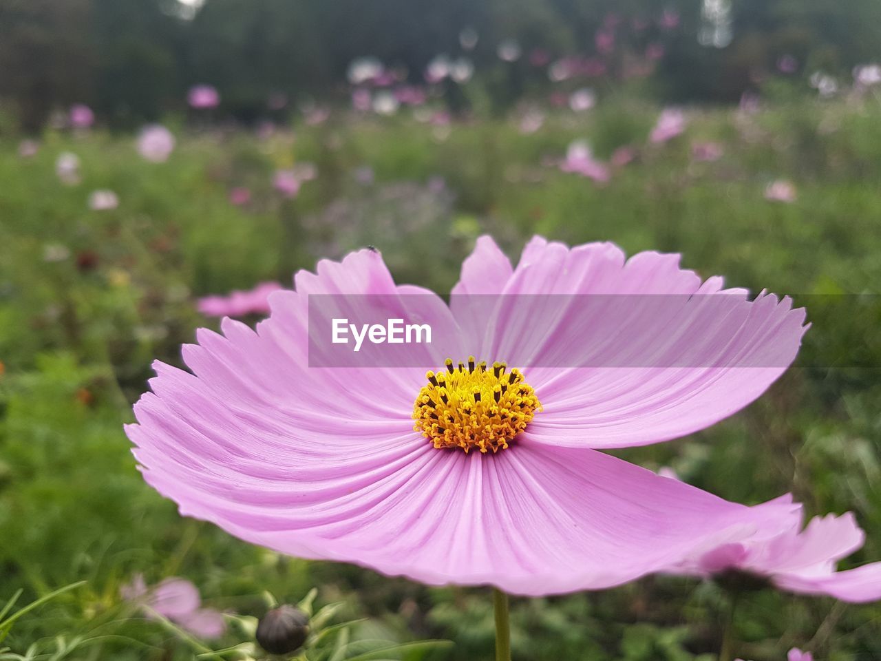 Close-up of pink cosmos flower