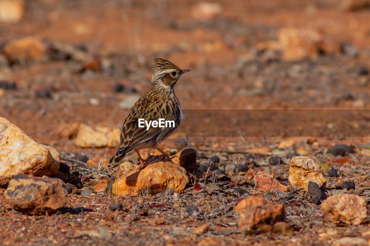 CLOSE-UP OF A BIRD