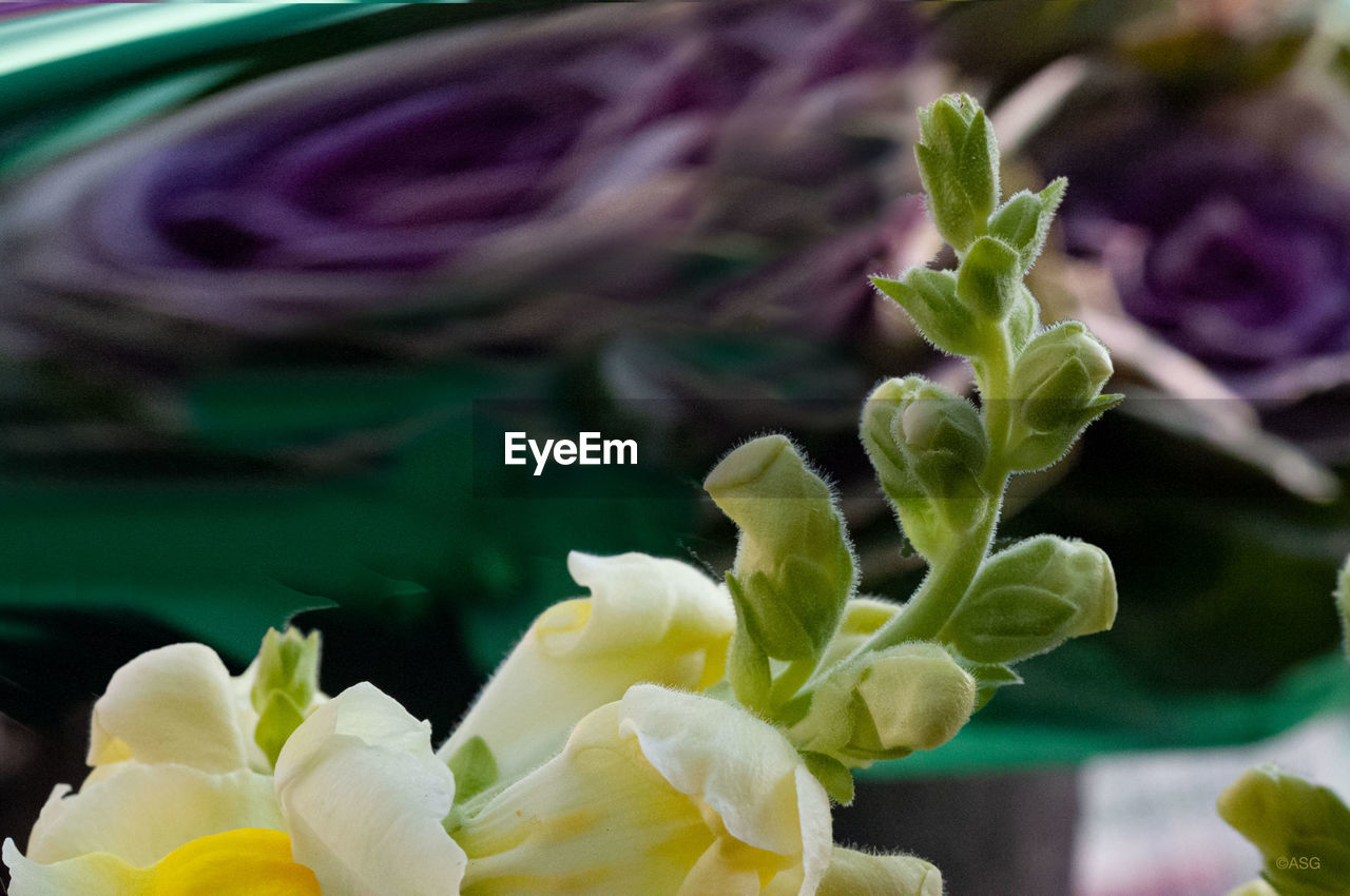 CLOSE-UP OF WHITE FLOWERING PLANT