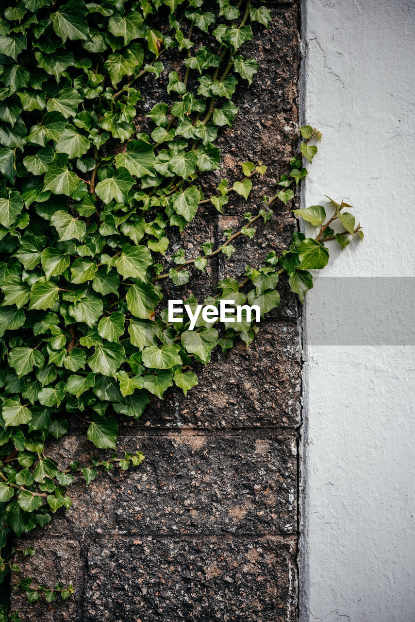 green, growth, plant, ivy, wall - building feature, day, leaf, plant part, no people, creeper plant, nature, built structure, wall, architecture, outdoors, shrub, grass, soil, flower, tree, close-up, building exterior, beauty in nature, textured