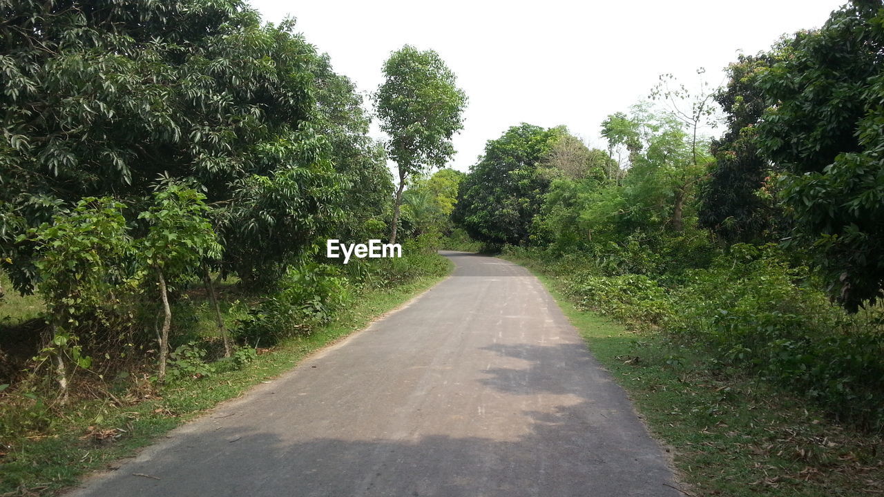 Empty road along trees