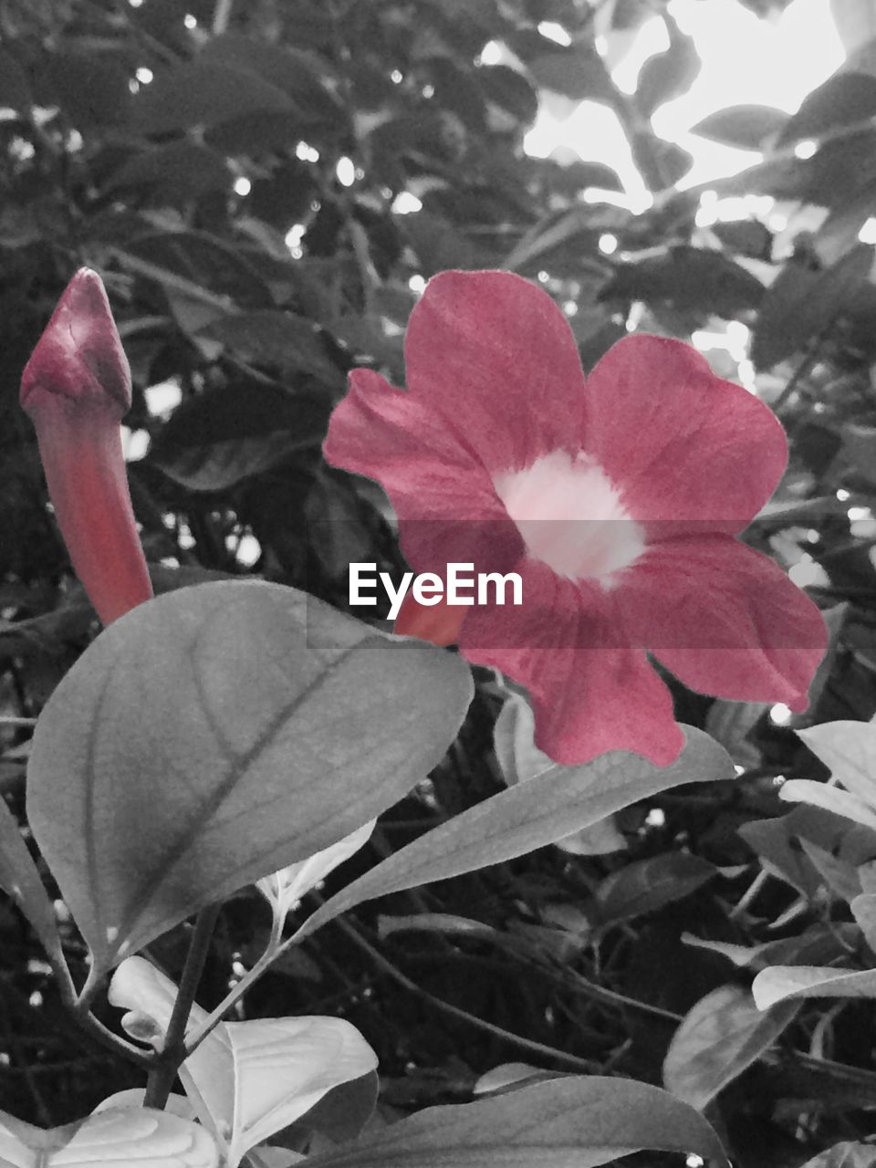 CLOSE-UP OF PINK FLOWER