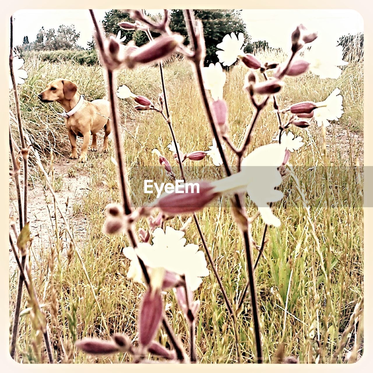 CLOSE-UP OF DOG WITH FLOWER ON FIELD