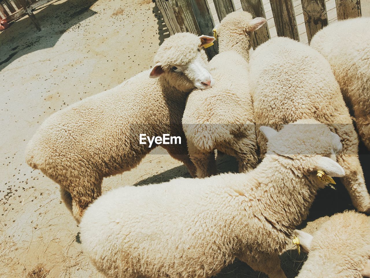 CLOSE-UP OF SHEEP RELAXING ON GROUND