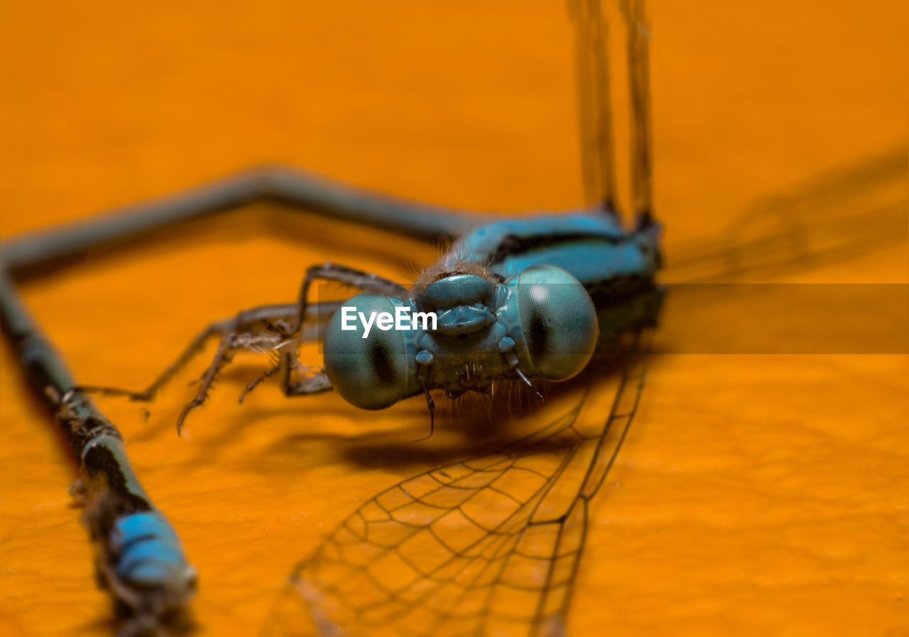 Close-up of an insect against blurred background