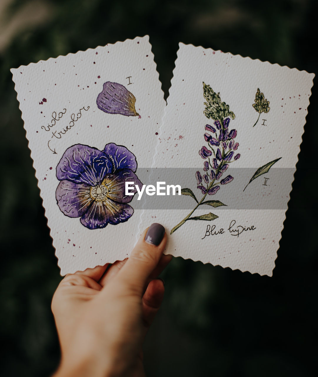 CLOSE-UP OF HAND HOLDING PURPLE ROSE ON PAPER