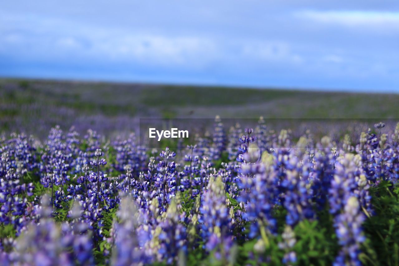 Close-up of purple flowers growing in field