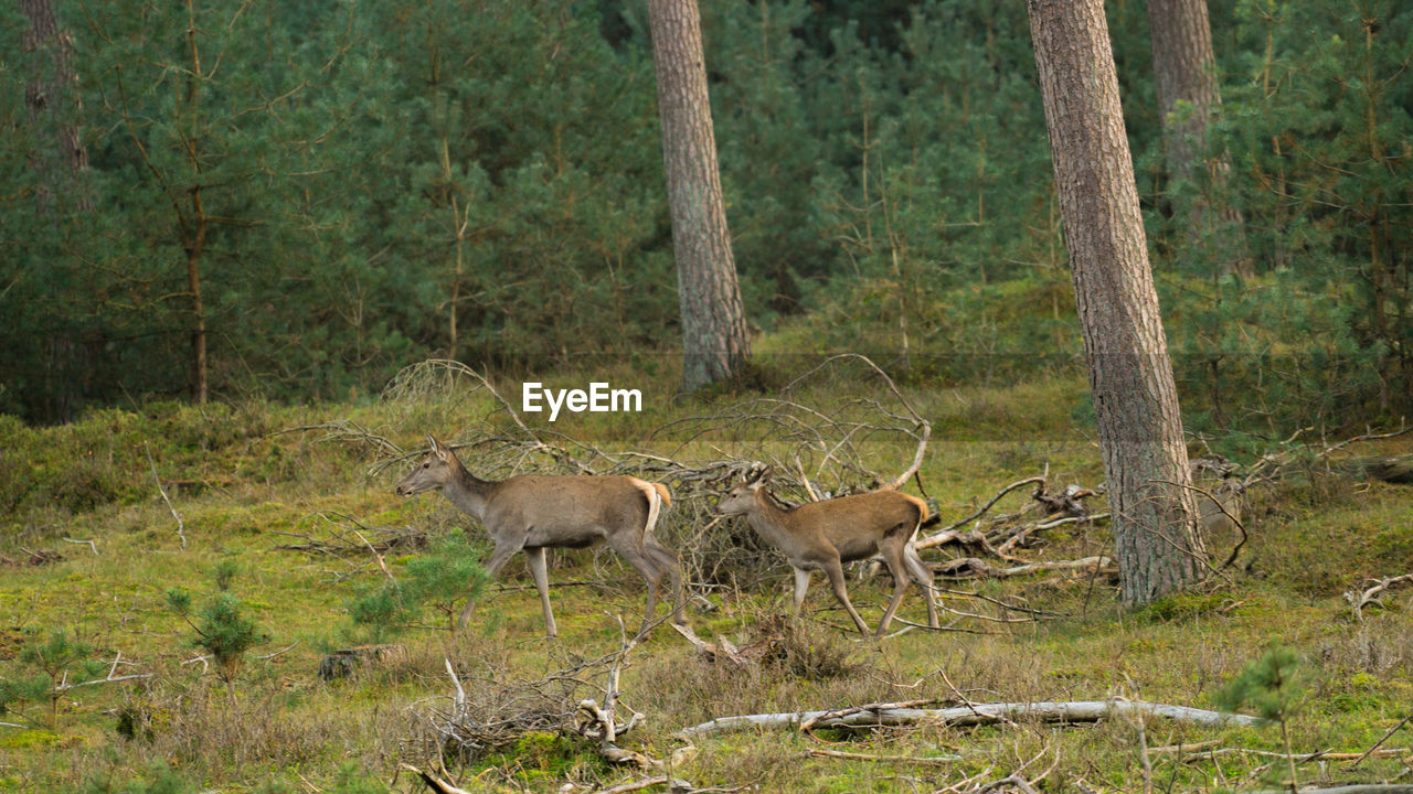 VIEW OF DEER IN FOREST