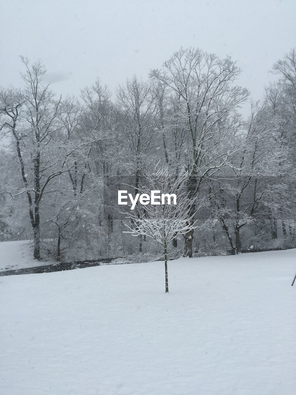 SNOW COVERED TREES