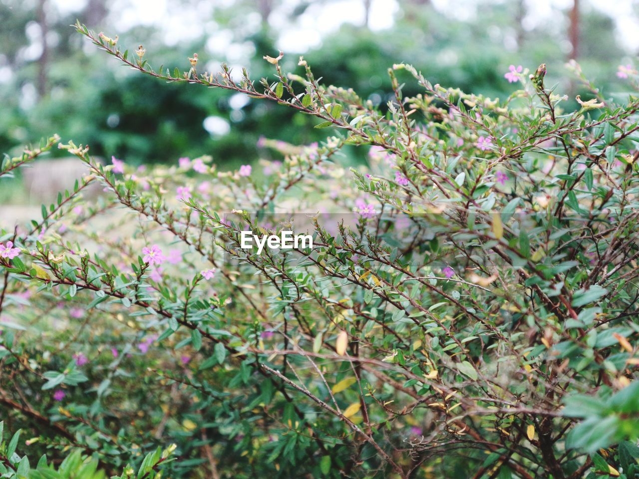 Close-up of flowering plant against tree