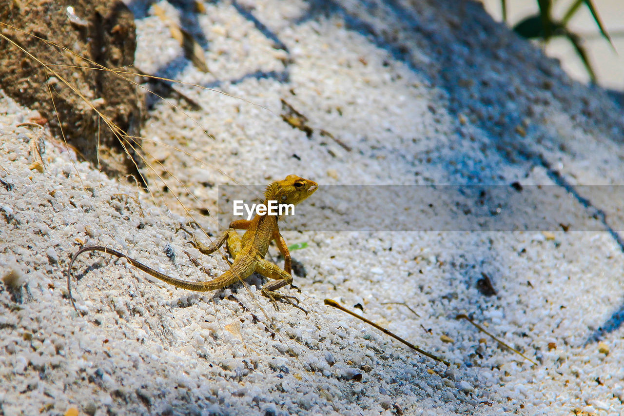 Close-up of lizard on sand