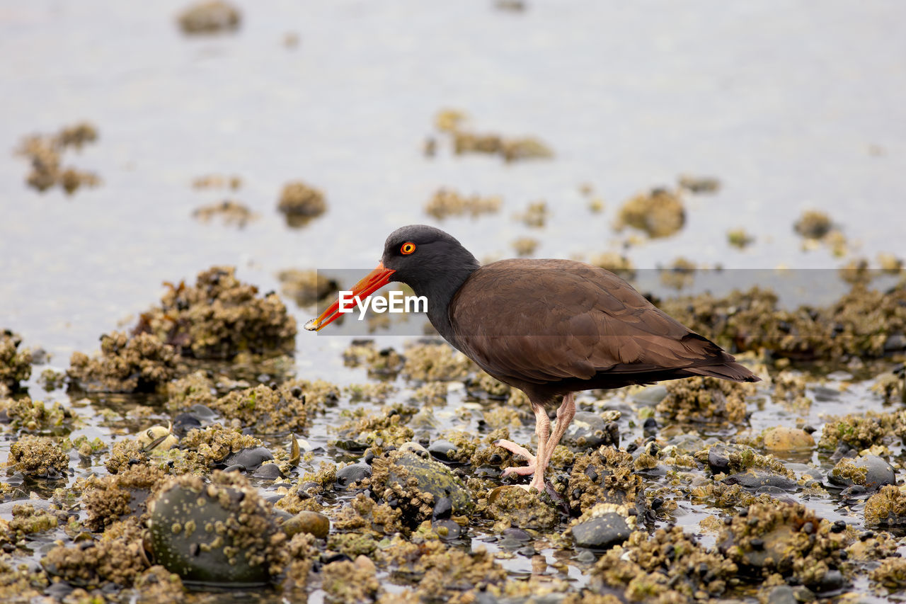 CLOSE-UP OF SPARROW PERCHING ON ROCK