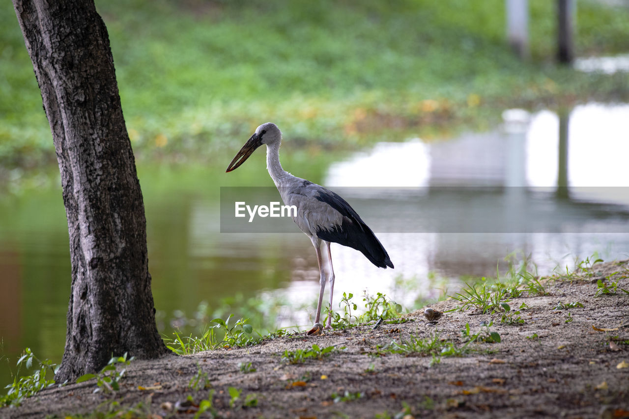 Bird perching on a natural park