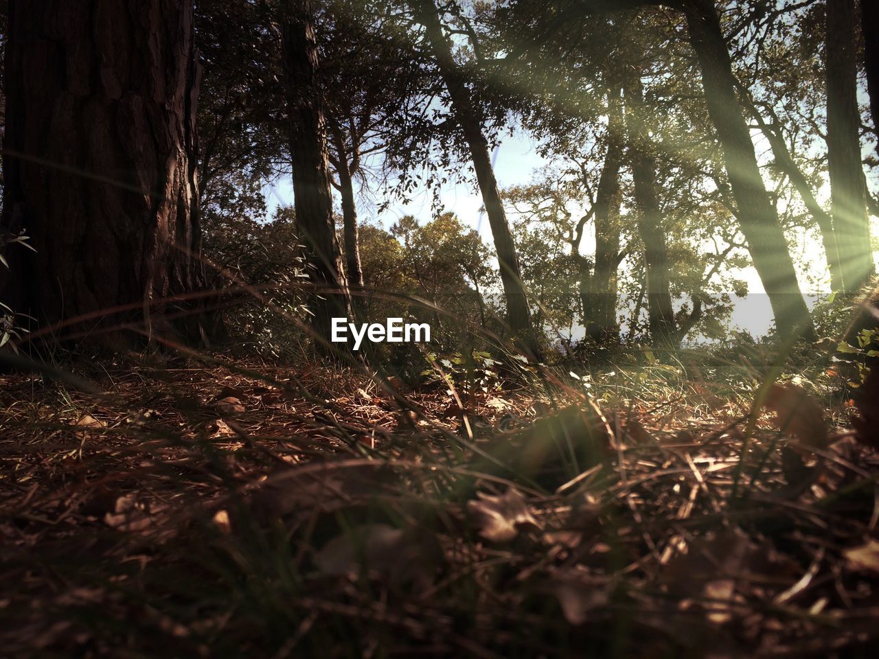 Trees in forest