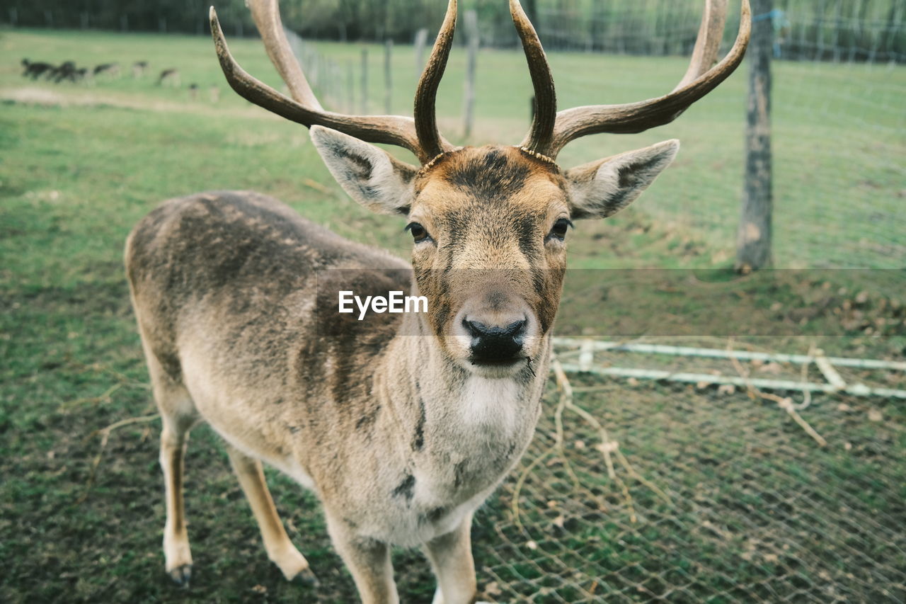 PORTRAIT OF DEER STANDING ON LAND