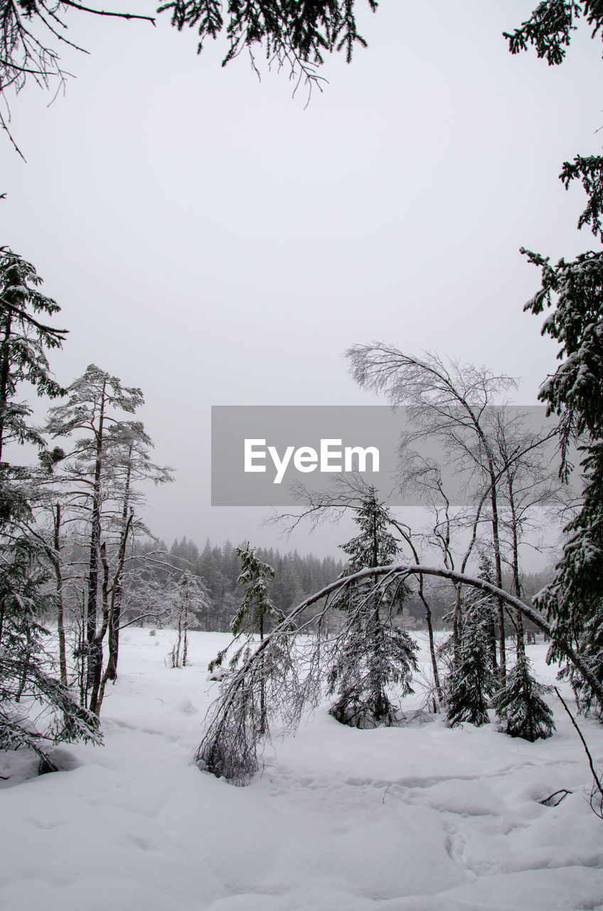 SNOW COVERED TREES ON FIELD AGAINST SKY