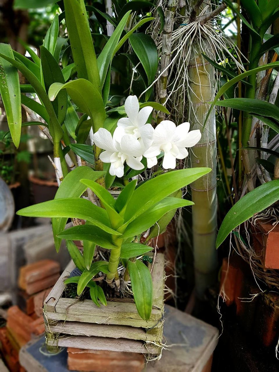 CLOSE-UP OF WHITE FLOWER