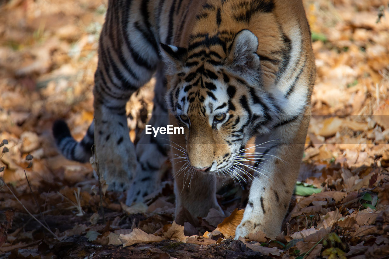 animal, animal themes, tiger, animal wildlife, feline, mammal, wildlife, big cat, one animal, cat, nature, carnivora, no people, striped, felidae, outdoors, land, carnivore, portrait, day, animal body part, animals hunting, zoo, focus on foreground, forest