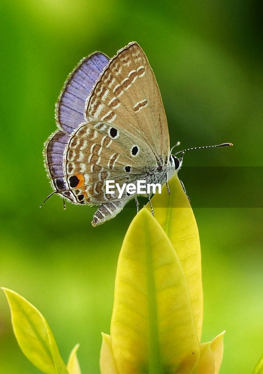 CLOSE-UP OF BUTTERFLY ON FLOWER