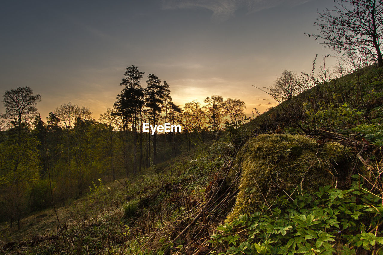 Scenic view of trees against sky during sunset