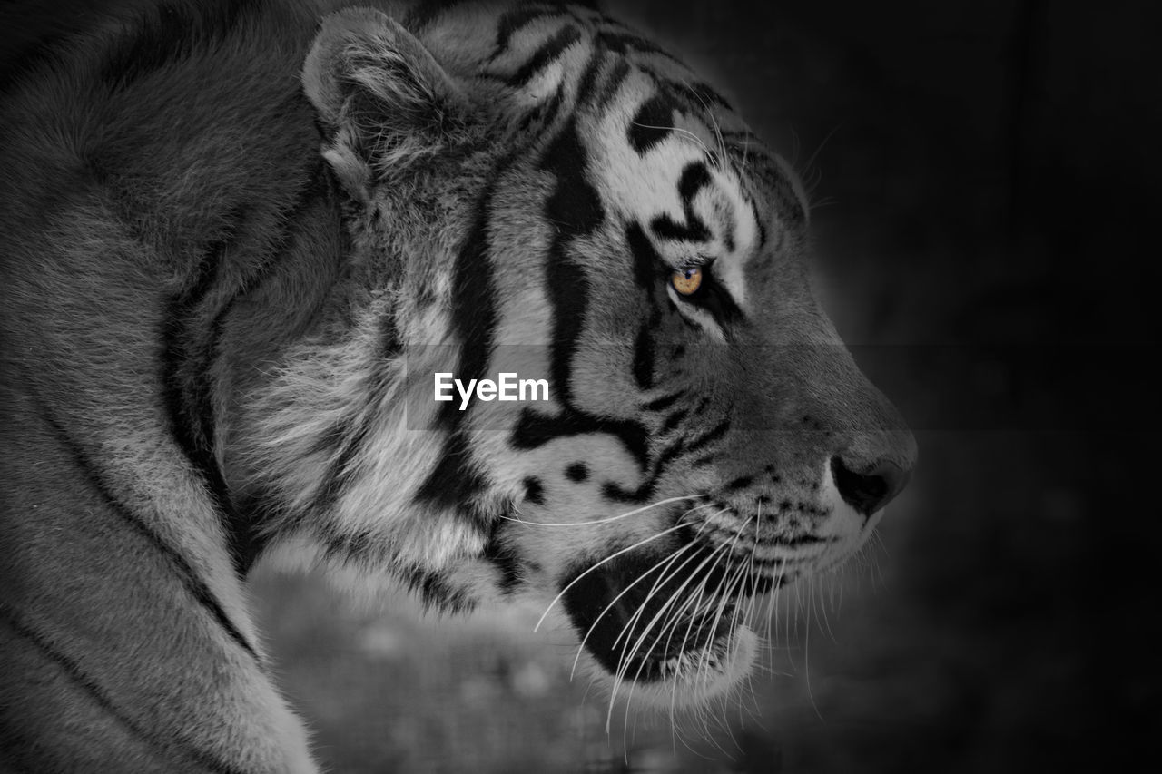 Close-up of tiger against black background