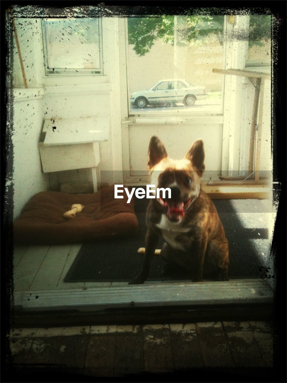 Portrait of dog sitting at porch