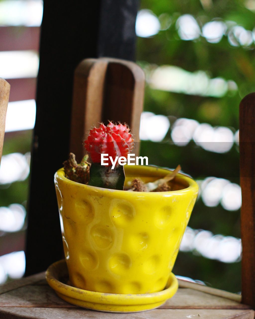 CLOSE-UP OF FRUITS ON TABLE