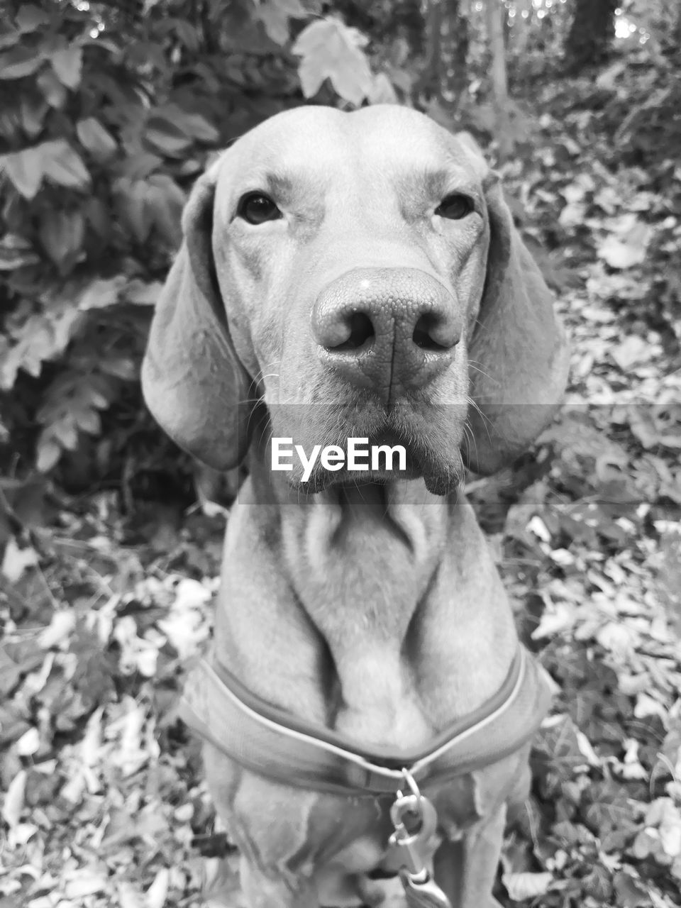 CLOSE-UP PORTRAIT OF A DOG OUTDOORS