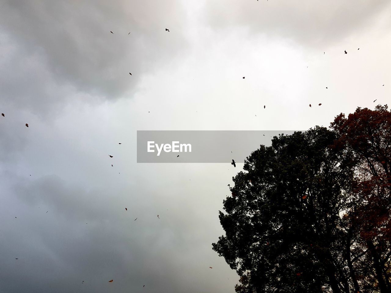 LOW ANGLE VIEW OF BIRDS FLYING