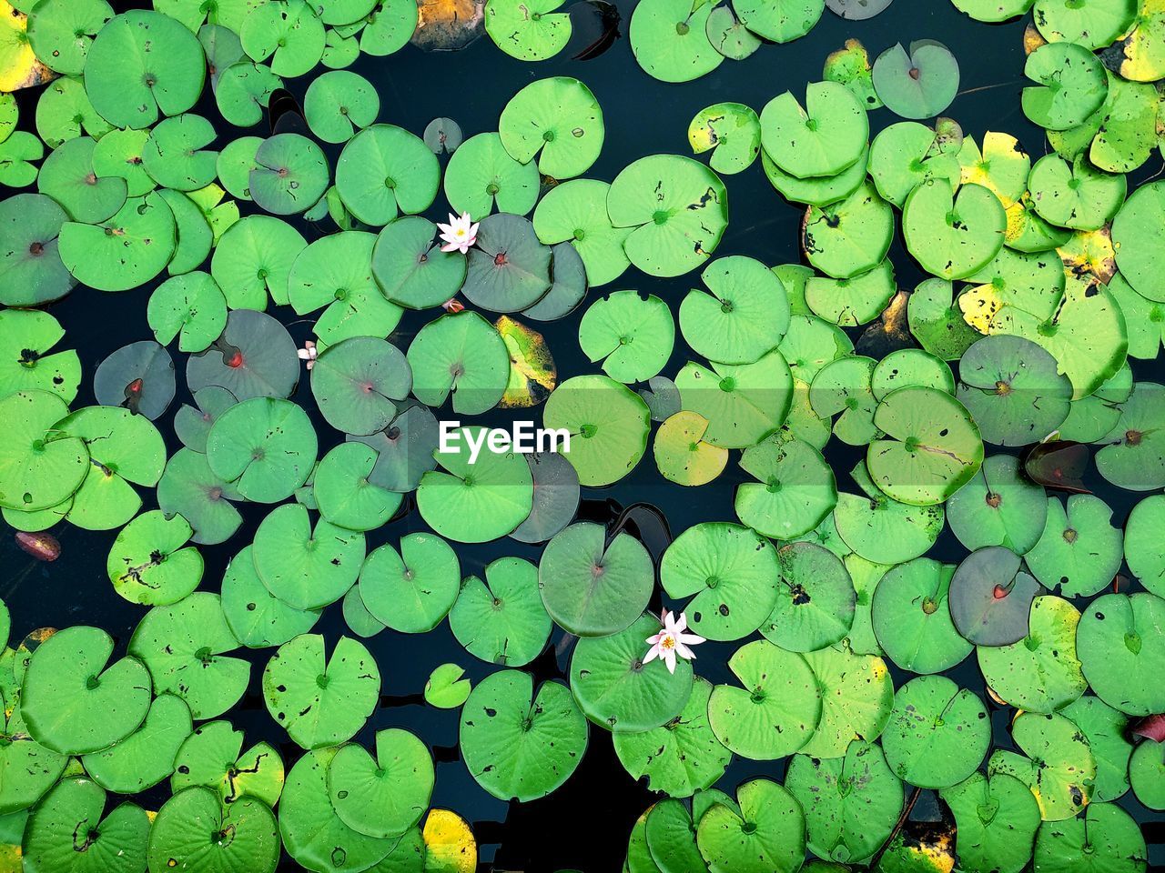 HIGH ANGLE VIEW OF LOTUS LEAVES FLOATING ON WATER